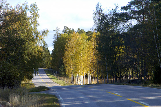 Syksyinen tiemaisema